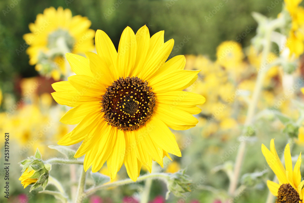 Fototapeta premium Decorative sunflowers on a background of flower beds in the park. Closeup