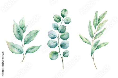 .Green leaves and branches isolated on white background. Watercolor painting for wedding invitations,greeting card and design..