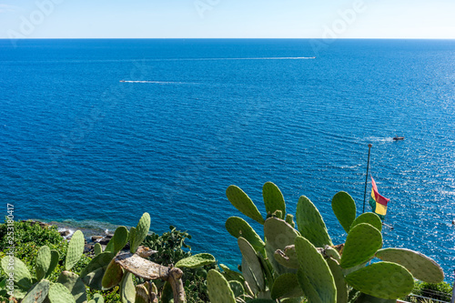 Italy, Cinque Terre, Vernazza, a cactus in a body of water