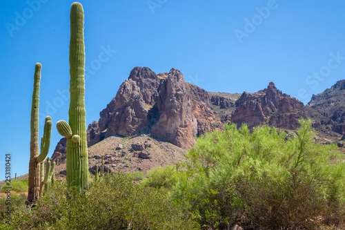 Bright Arizona Landscape with Tall Cacti and Close Up View of the Superstition Mountains