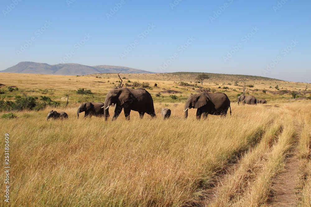 Wandering elaphant group in the Masai Mara Wandering elaphant group in the Masai Mara