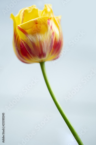 Tulpe