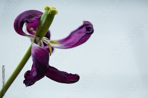 verwelkte Tulpe