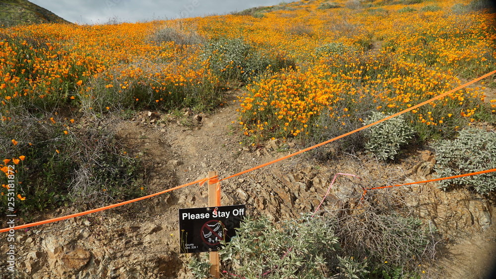 blooming flowers