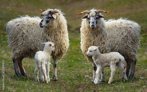 sheep and her baby newborn lamb