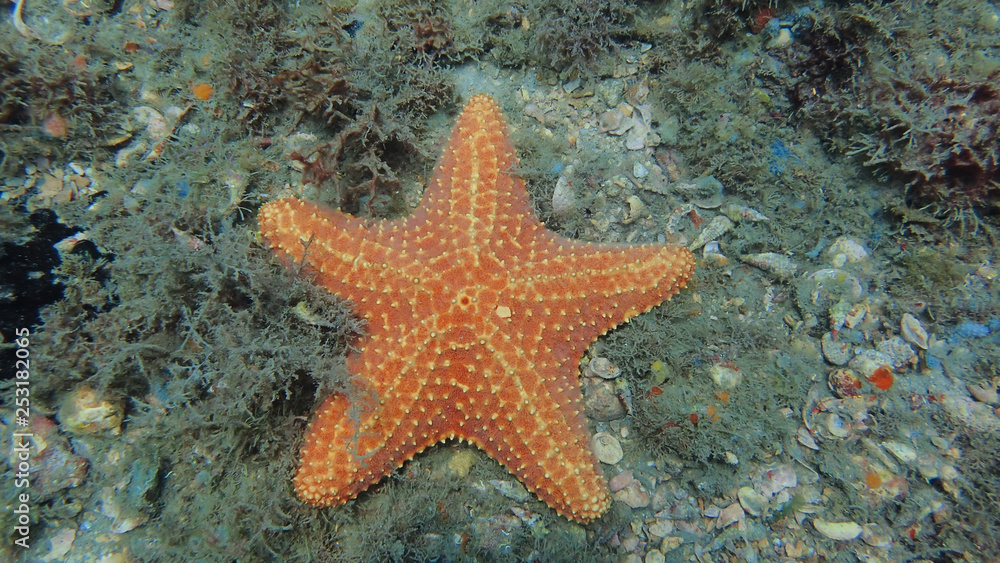 Sea Star found while scuba diving at the Blue Heron Bridge in Florida. Sea Star found while scuba diving at the Blue Heron Bridge in Florida.
