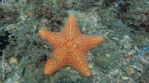 Sea Star found while scuba diving at the Blue Heron Bridge in Florida.