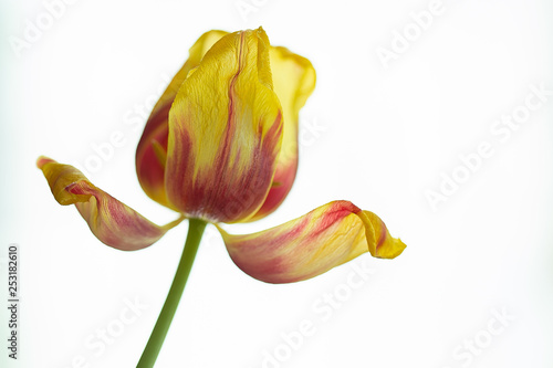 Tulpe