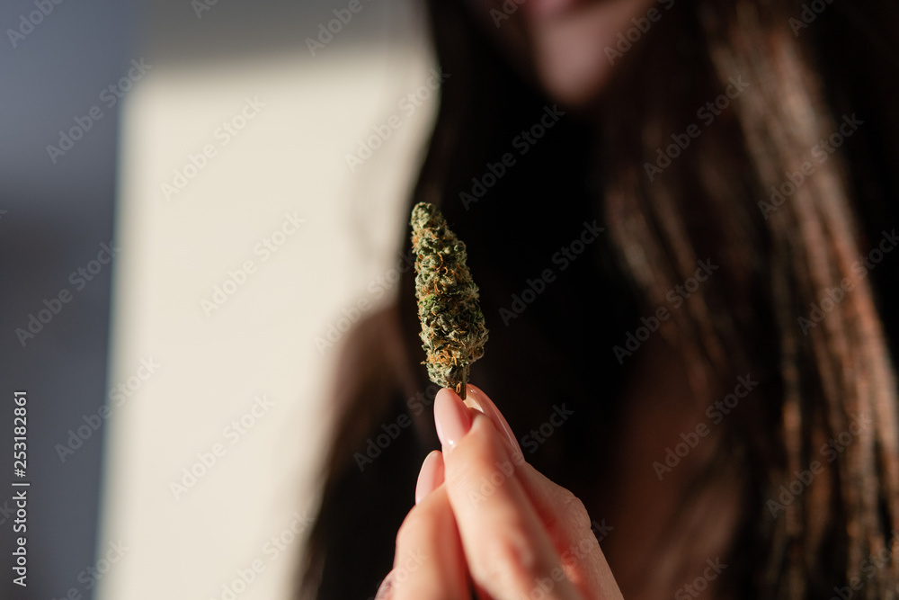marijuana buds in woman hands close-up.