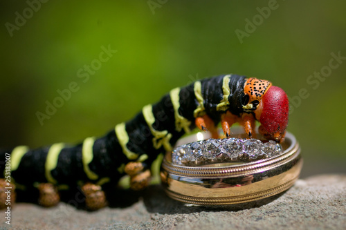 caterpillar on top of bride and groom wedding rings