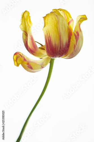 Tulpe