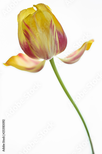 Tulpe
