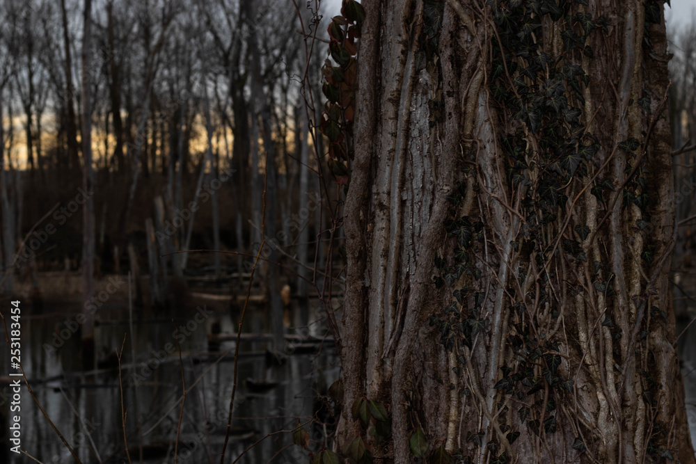 Obraz premium Swamp tree