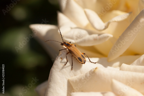 Soldier Beetle on Rose photo