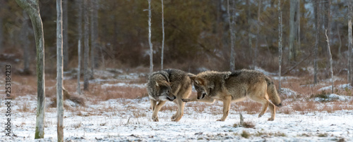 Wild wolves playing in the snow