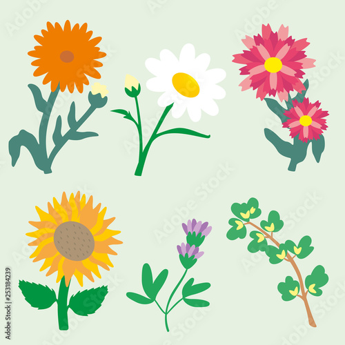 Conjunto de flores y plantas. Ilustración - Vector