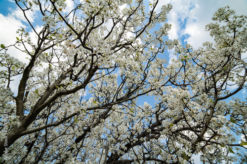 Dogwood tree blossoms on a beautiful spring day