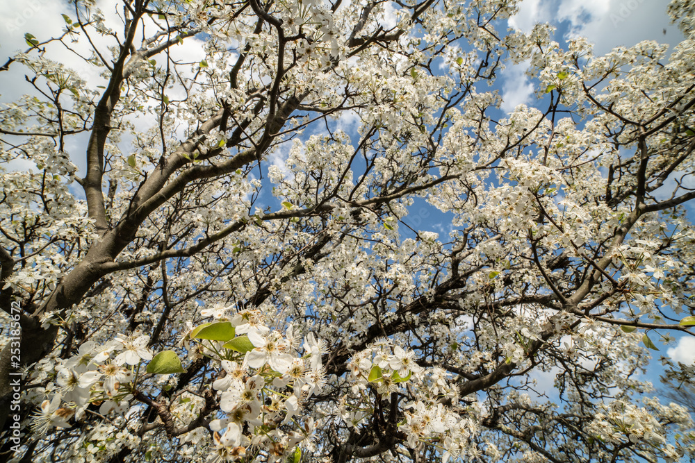 Dogwood tree blossoms on a beautiful spring day Dogwood tree blossoms on a beautiful spring day