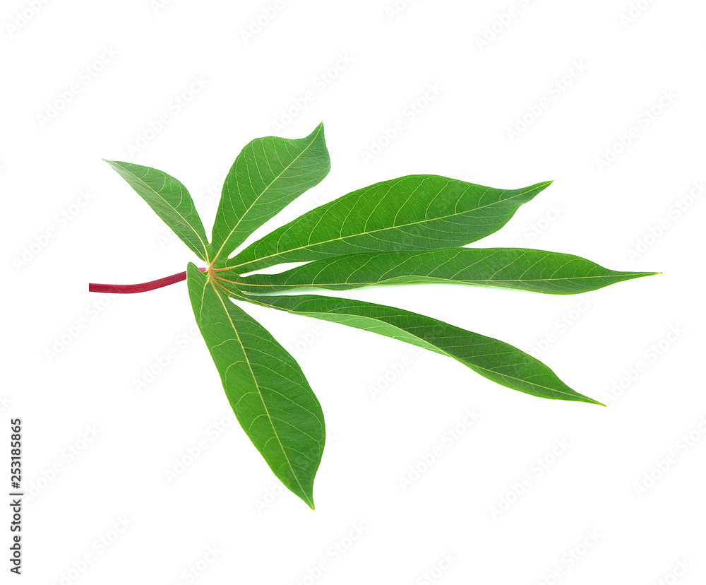 cassava leaf isolated on white background cassava leaf isolated on white background