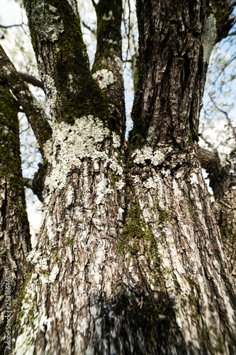 Fototapeta Naklejka Na Ścianę i Meble -  Bark of a Dogwood tree on a sunny spring day
