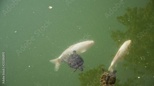 Turtles swim with fish photo