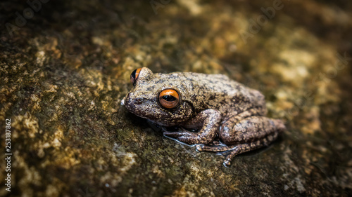Red eyes frog on a rock