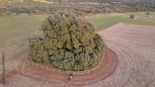 aerial view of people walking around the thousand-year-old oak