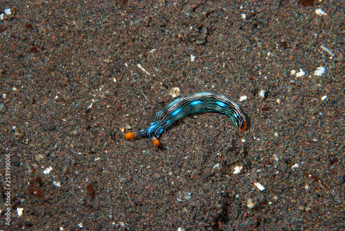 Thuridilla gracilis Sea Slug photo