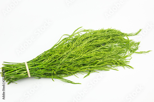 Senegalia pennata or Acacia pennata isolated on white background photo