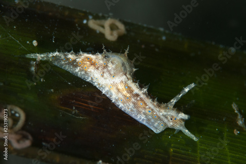 Stylocheilus striatus Sea Slug
