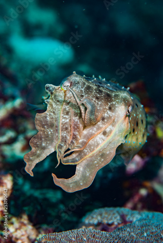 Needle Cuttlefish Sepia aculeata