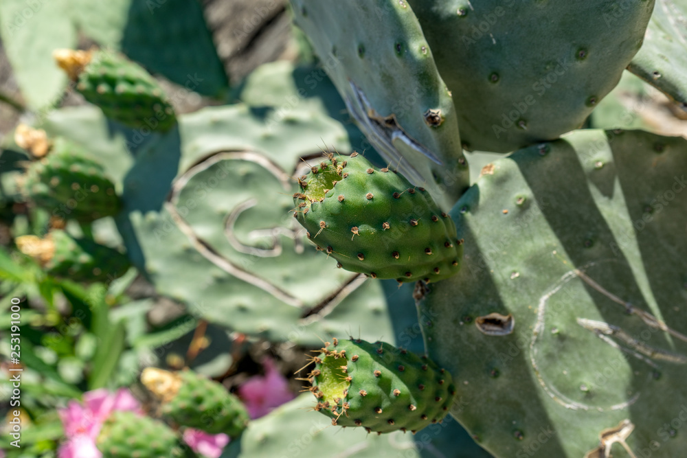 Italy, Cinque Terre, Vernazza, a close up of a cactus Italy, Cinque Terre, Vernazza, a close up of a cactus