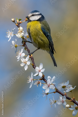 Spring is coming. Blue tit (Parus caeruleus) on blackthorn blossom in beautiful sunny day.