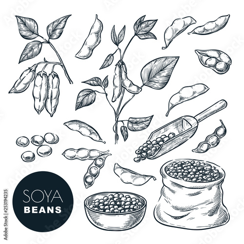 Soybean sketch vector illustration. Soya beens, pod on green plant, seeds in sack. Hand drawn isolated design elements photo