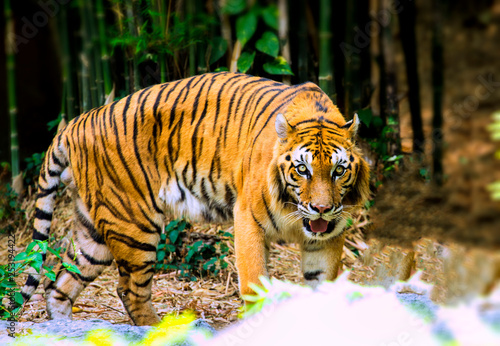 Fototapeta Naklejka Na Ścianę i Meble -  Tiger at Chiang Hai Zoo