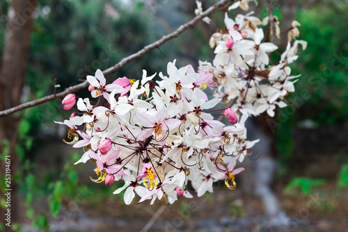 Beautiful soft pink and white flowers of Wishing Tree, Pink Shower, Pink cassia, Pink and White Shower Tree (Cassia Bakeriana Craib) are blossoming on tree in the tropical forest of Thailand photo