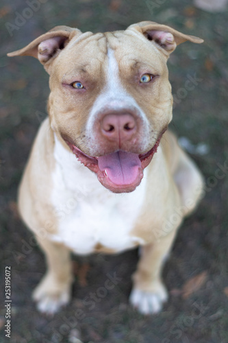 cachorro pitbul posando sonriendo