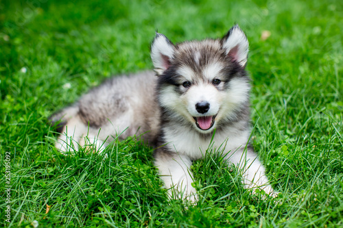 Cute alaskan malamute puppy in the grass photo