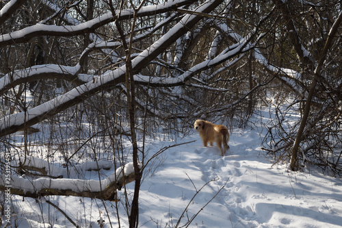 Off leash Borzoi mixed breed pet dog on a snow covered forest path through undergrowth waiting for owner in a Toronto Humber river ravine Park