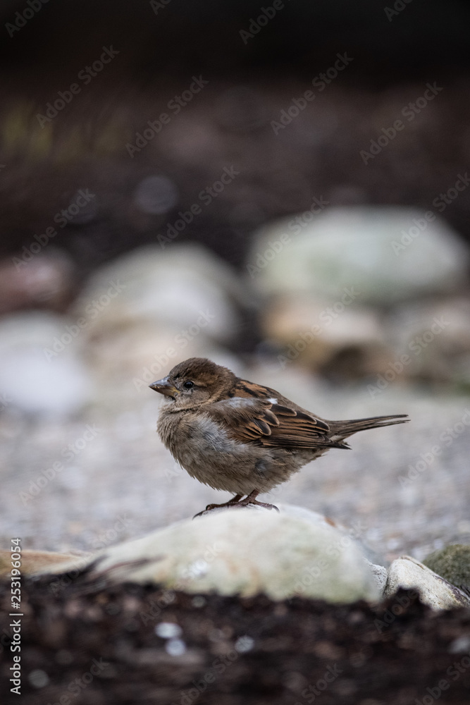 bird on a rock bird on a rock
