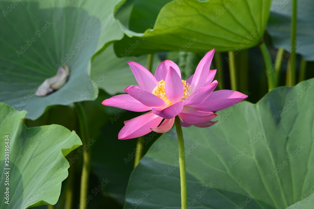 Blooming lotus flowers in the park Blooming lotus flowers in the park