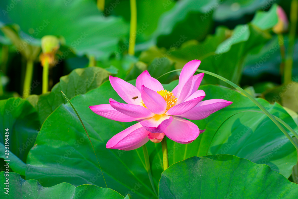 Blooming lotus flowers in the park Blooming lotus flowers in the park