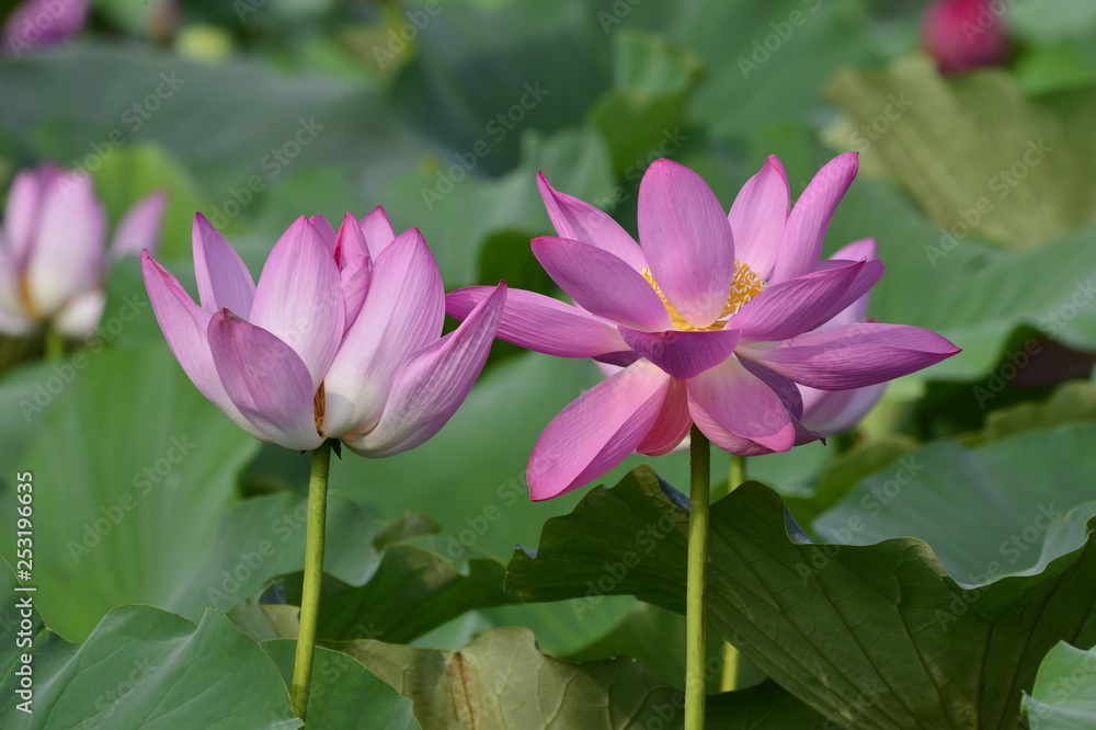 Blooming lotus flowers in the park Blooming lotus flowers in the park
