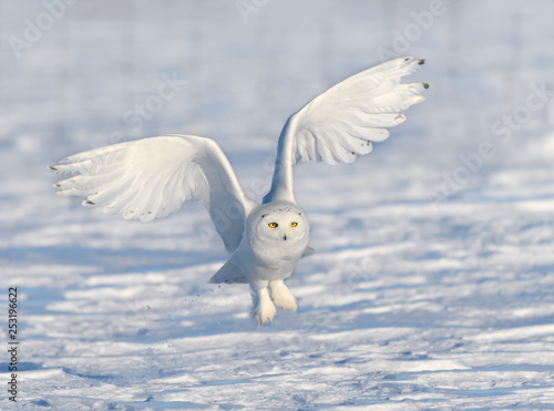 Male Snowy Owl Taking Off from Snow Field