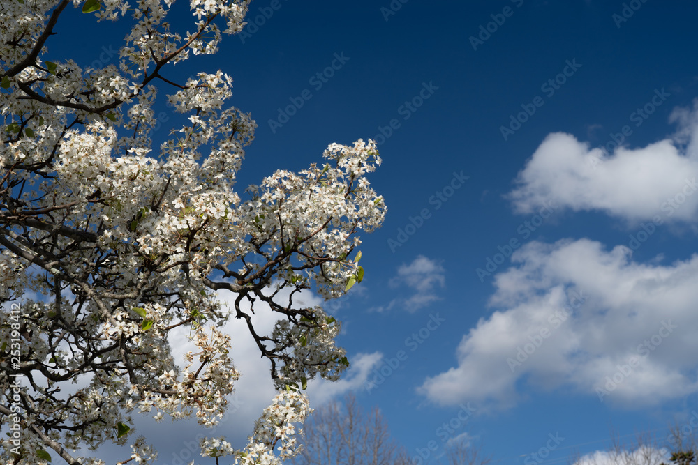 Dogwood tree blossoms on a beautiful spring day Dogwood tree blossoms on a beautiful spring day