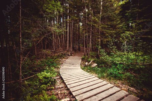 Forest Path