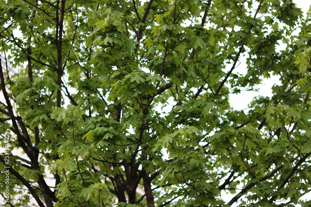 tree with branches and leaves tree with branches and leaves