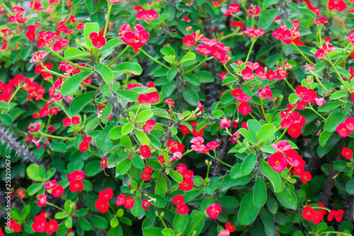 red flowers in the garden