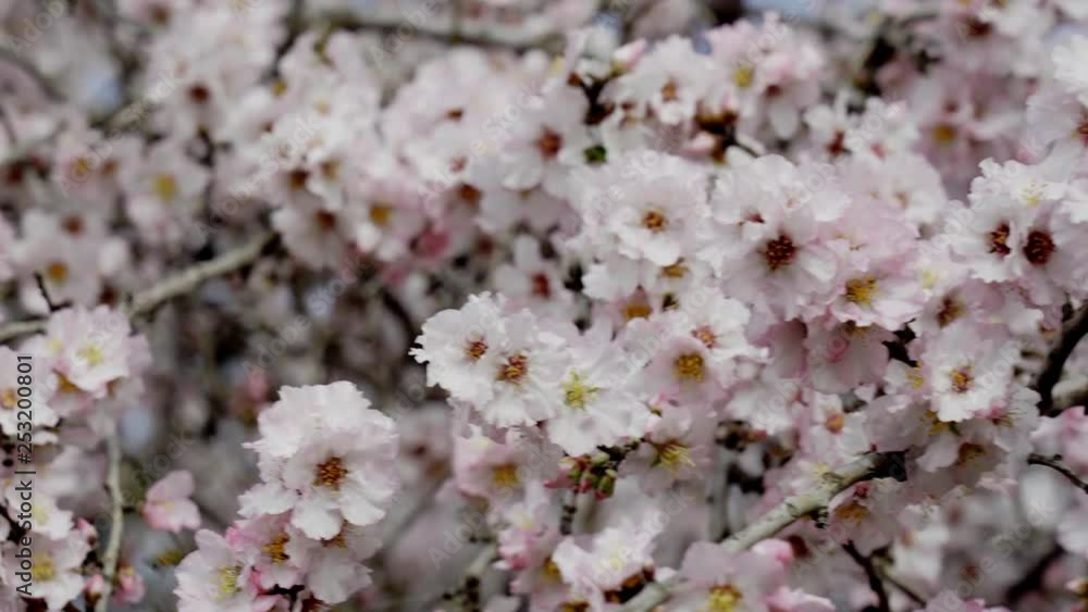 Almond gardens when flowers open Almond gardens when flowers open