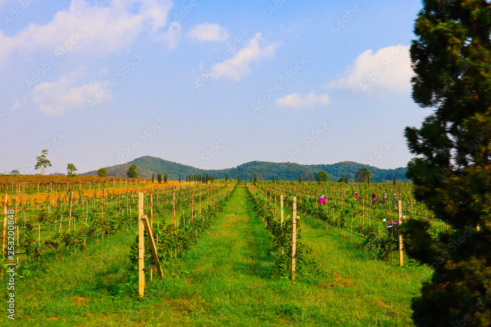 Fototapeta premium vineyard 